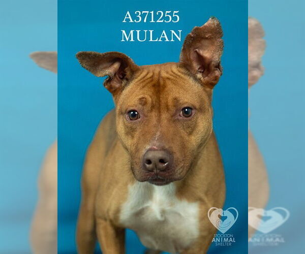 Medium Photo #2 Mutt Puppy For Sale in Stockton, CA, USA