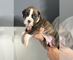 Boxer Puppy for Sale in SCOBEY, Mississippi USA