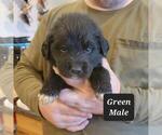 Small Photo #2 Great Pyrenees-Newfoundland Mix Puppy For Sale in BERESFORD, SD, USA