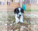 Small #2 Collie