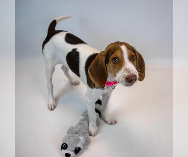 Medium Photo #6 Mutt Puppy For Sale in Kennesaw, GA, USA