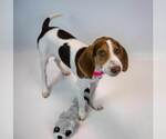 Small #5 Mutt