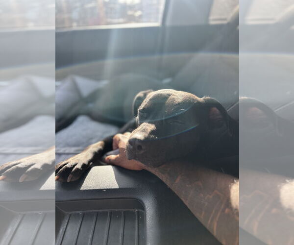Medium Photo #4 American Pit Bull Terrier-Labrador Retriever Mix Puppy For Sale in Chandler, AZ, USA