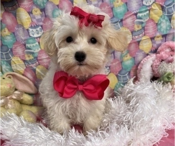Medium Photo #5 Maltipoo Puppy For Sale in BOLINGBROOK, IL, USA