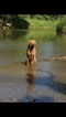 Small Photo #1 Chesapeake Bay Retriever Puppy For Sale in GAINESVILLE, TX, USA
