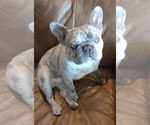 Small Photo #1 French Bulldog Puppy For Sale in CARTHAGE, MO, USA