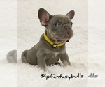 Small Photo #8 French Bulldog Puppy For Sale in LEHIGH ACRES, FL, USA