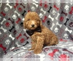 Small #7 Goldendoodle (Miniature)