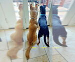 Small #2 Shiba Inu Mix