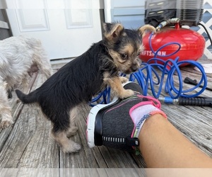 Dorkie Puppy for sale in PANAMA CITY BEACH, FL, USA