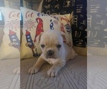 Puppy Miss piggy French Bulldog