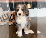 Small #5 Bernedoodle