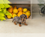 Image preview for Ad Listing. Nickname: Otis
