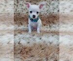 Small #1 Chihuahua