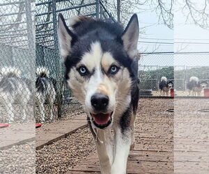 Eddie - Male Siberian Husky Dog for Adoption - Photo #3