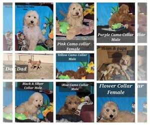 Poodle (Standard) Puppy for sale in SPRINGFIELD, MO, USA
