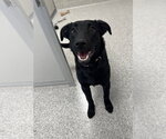 Small Mutt