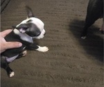 Small #8 Boston Terrier