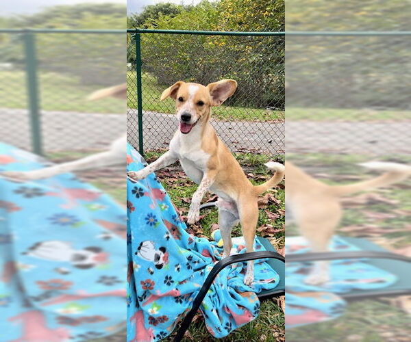 Medium Photo #6 Cocker Spaniel-Jack Russell Terrier Mix Puppy For Sale in Weston, FL, USA
