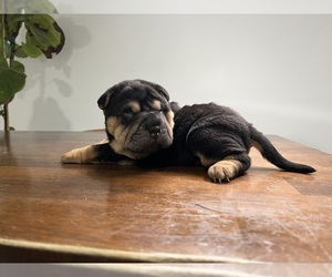 Chinese Shar-Pei Puppy for Sale in RIVERSIDE, California USA