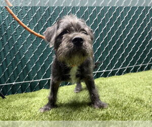 Shih Tzu-Unknown Mix Dogs for adoption in Downey, CA, USA