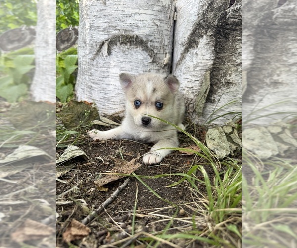 Medium Photo #9 Alaskan Klee Kai-Pomsky Mix Puppy For Sale in STAPLES, MN, USA