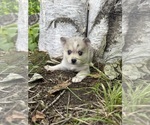 Small #8 Alaskan Klee Kai-Pomsky Mix