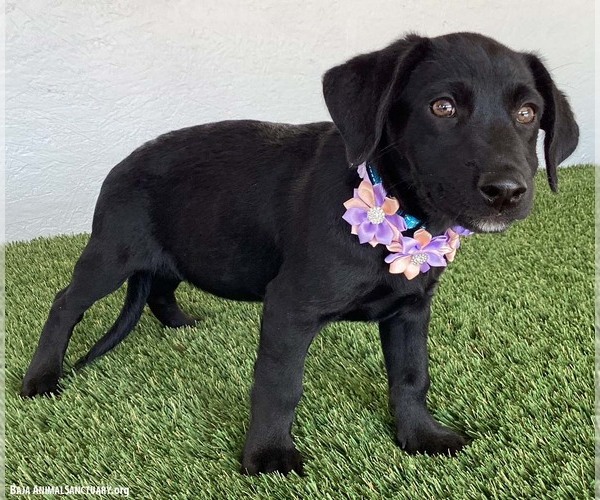 Medium Photo #3 Mutt Puppy For Sale in San Diego, CA, USA