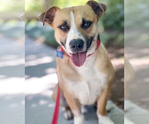 Sully - Male Beagle-Unknown Mix Dog for Adoption - Photo #3