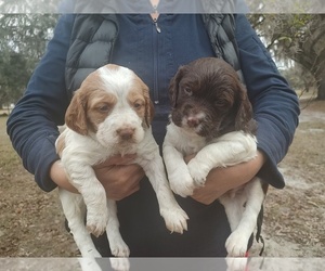 Brittany Puppy for sale in FORT MC COY, FL, USA
