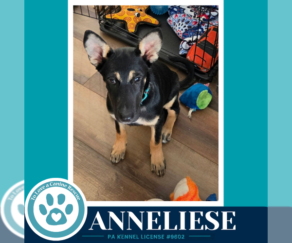 Medium Photo #3 German Shepherd Dog-Unknown Mix Puppy For Sale in Kimberton, PA, USA