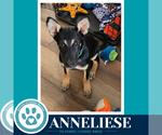 Small Photo #3 German Shepherd Dog-Unknown Mix Puppy For Sale in Kimberton, PA, USA