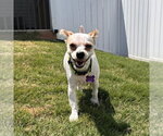 Small #1 Maltese Mix