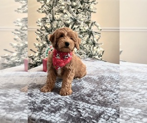 Goldendoodle (Miniature) Puppy for sale in APOPKA, FL, USA
