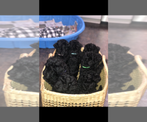 Kerry Blue Terrier Puppy for Sale in FORT WAYNE, Indiana USA