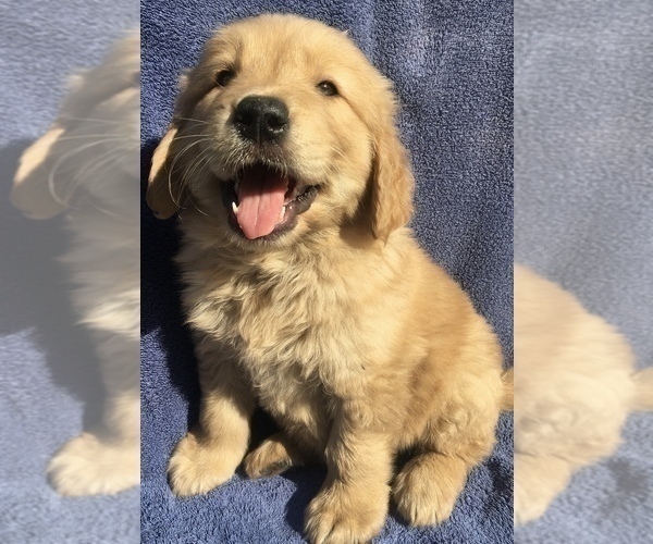 Medium Photo #1 Golden Retriever Puppy For Sale in SANTA ANA, CA, USA