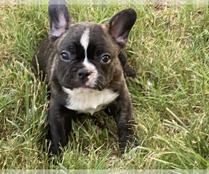 French Bulldog Puppy for sale in KANSAS, OK, USA