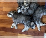 Small Photo #100 Schnauzer (Miniature) Puppy For Sale in CAMBRIDGE, MA, USA