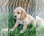 Small Photo #1 Cocker Spaniel Puppy For Sale in WITHEE, WI, USA