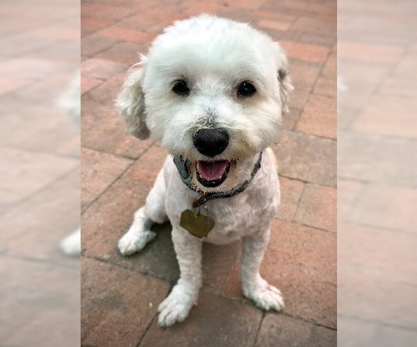 Medium Photo #2 Maltese-Unknown Mix Puppy For Sale in Ventura, CA, USA