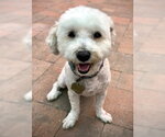 Small Photo #2 Maltese-Unknown Mix Puppy For Sale in Ventura, CA, USA