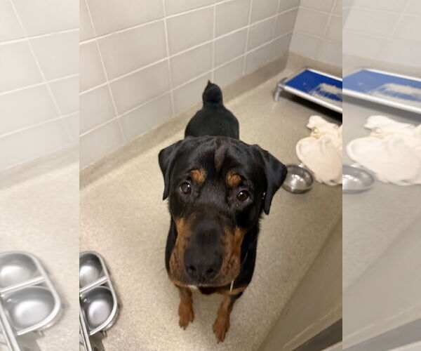 Medium Photo #2 Rottweiler Puppy For Sale in Virginia Beach, VA, USA