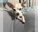 Small #2 Chihuahua Mix