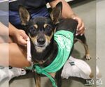 Small #2 Chihuahua Mix