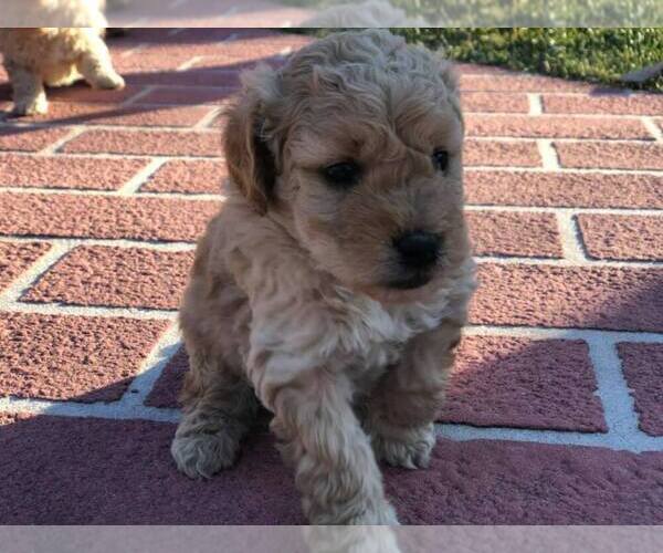 Medium Photo #4 Goldendoodle Puppy For Sale in LIMA, OH, USA