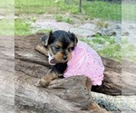 Small #5 Yorkshire Terrier