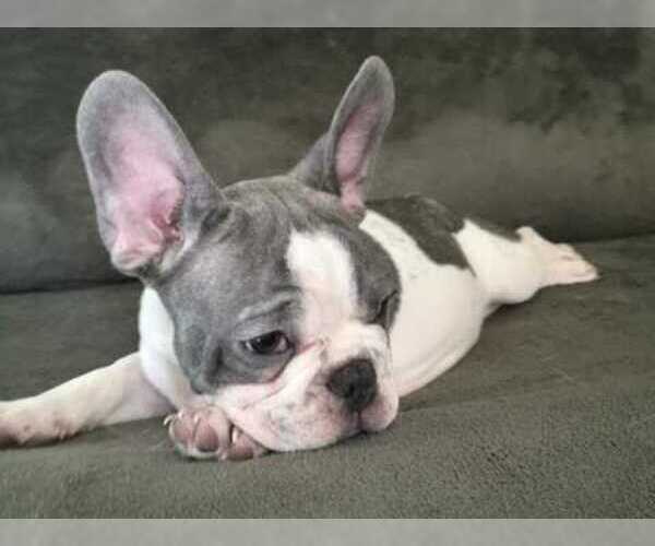 Medium Photo #13 French Bulldog Puppy For Sale in BLUE MOUND, TX, USA