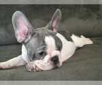 Small Photo #13 French Bulldog Puppy For Sale in BLUE MOUND, TX, USA