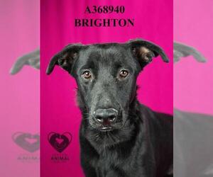 Shepradors Dogs for adoption in Stockton, CA, USA