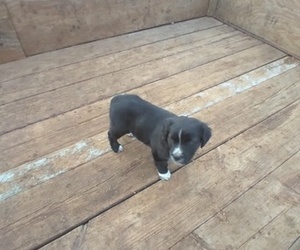 Border Collie-Doubull-Mastiff Mix Puppy for sale in GRANTSBURG, WI, USA